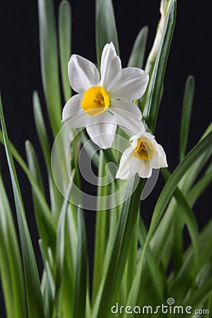 White narcissus Stock Photo