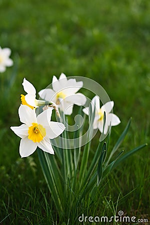 White narcissus Stock Photo