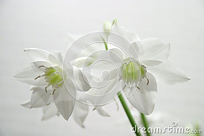 White narcissus Stock Photo