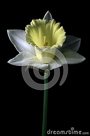 White narcissus Stock Photo