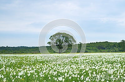 White narcissus field Stock Photo