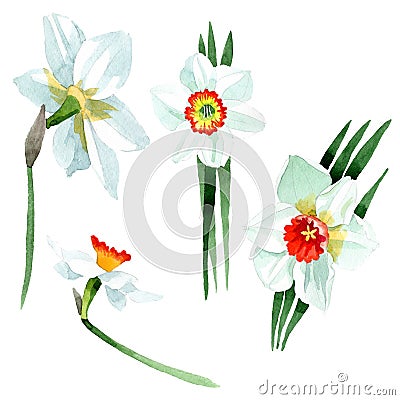 White narcissus floral botanical flower. Watercolor background set. Isolated narcissus illustration element. Cartoon Illustration