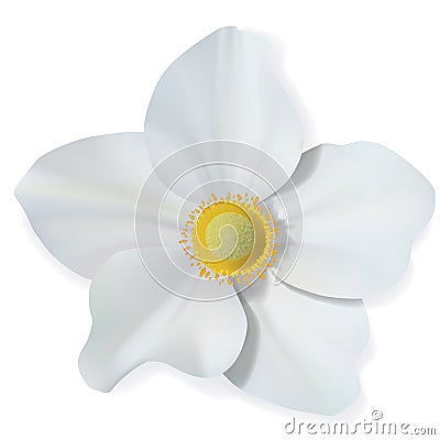 White Narcissus flower isolated on white background. Vector flower. Vector Illustration