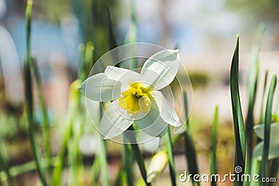 White narcissus in the garden Stock Photo