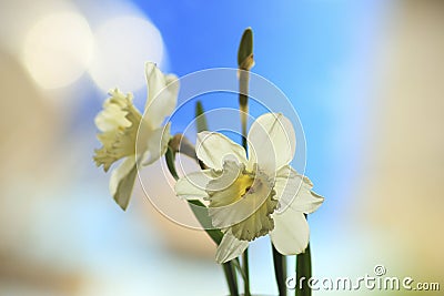 A White Narcissus Stock Photo