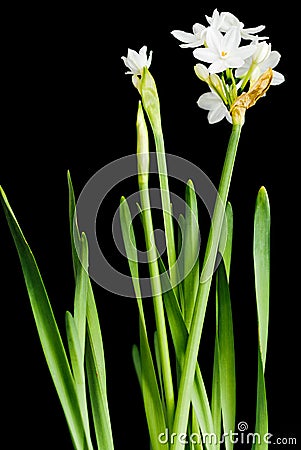 White narcissus isolated Stock Photo