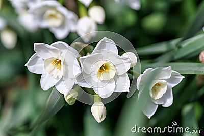 White Narcissus. Stock Photo