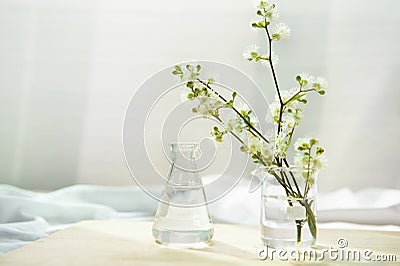White nature wild flower in glass science flask for organic cosmetic skin care research concept with soft white fabric window Stock Photo