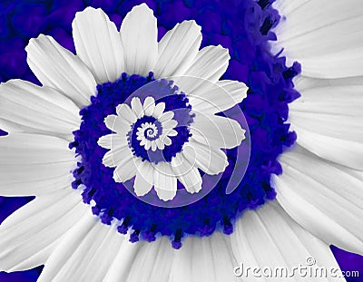 White navy camomile daisy cosmos kosmeya flower spiral abstract fractal effect pattern background White flower spiral abstract Stock Photo