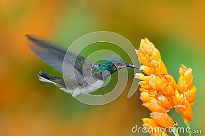 White-necked Jacobin, Florisuga mellivora, blue and white little bird hummingbird flying next to beautiful yellow flower with gree Stock Photo