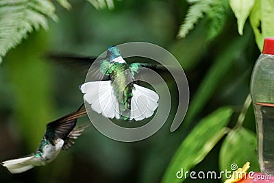 White-necked jacobin hummingbirds fighting Stock Photo