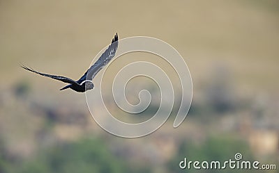 White-necked Raven Stock Photo