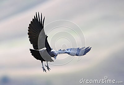 White-necked Raven Stock Photo