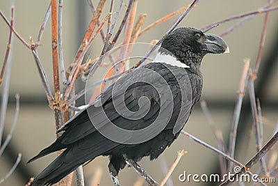 White-necked raven Stock Photo