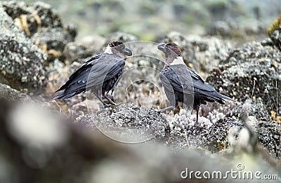 White-necked raven or Corvus albicollis - large birds couple on the volcanic cliffs ground on the Kilimanjaro cca 3900m altitude Stock Photo