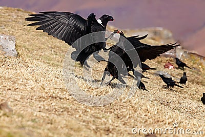 The white-necked raven Corvus albicollis, two of the birds on the rock fighting for food.A pair of large black birds on a purple Stock Photo