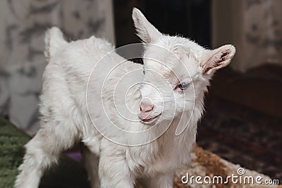 White newborn goatling in the house of farmer close-up Stock Photo