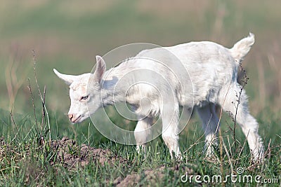 White nice little goatling grazing in the meadow Stock Photo