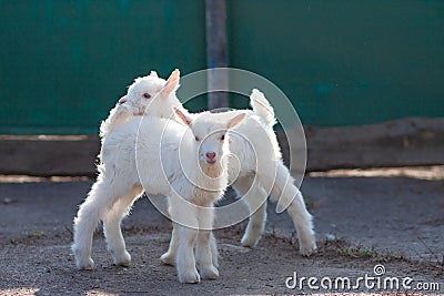 White nice little goatlings exploring the world Stock Photo