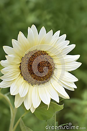 White Nite Sunflower Stock Photo