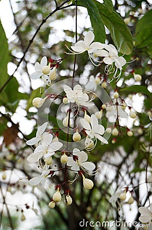 White Nodding Clerodendron flowers Stock Photo