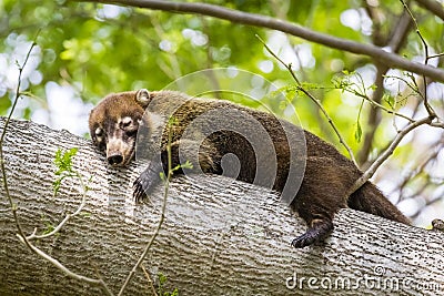 White-nosed coati - Nasua narica, Palo Verde Stock Photo