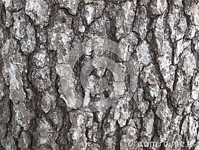 White Oak Tree Bark Stock Photo