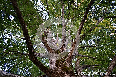 White oak tree Stock Photo