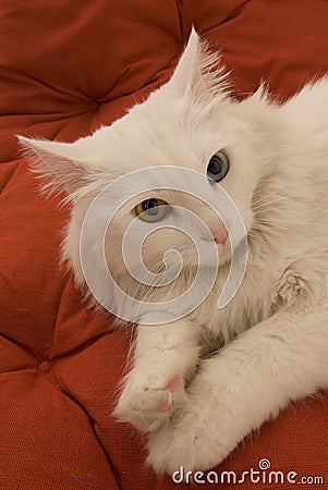 White odd-eyed cat Stock Photo