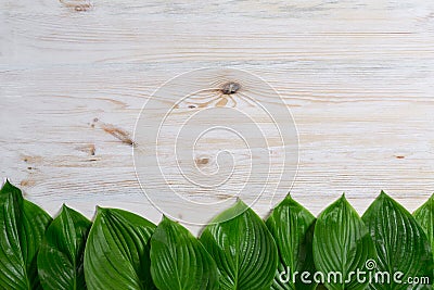 White old wooden background with beautiful fresh hosta leaves arranged in a row. Vintage mockup. Top view. Flat lay. Stock Photo