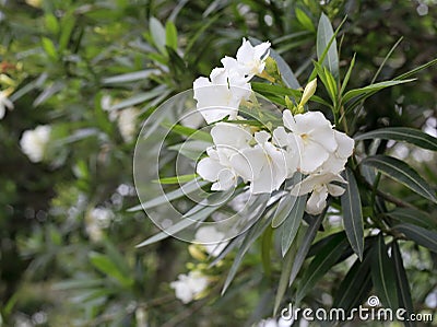 White oleander Stock Photo