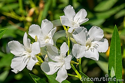 White oleander blossoms Stock Photo