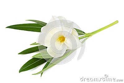 White oleander Stock Photo