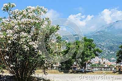 White oleanders against the background of mountains and clouds in Montenegro Stock Photo