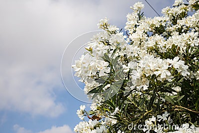 White oleanders blooming in garden. Close up view, blue sky with clouds background, copyspace. Stock Photo