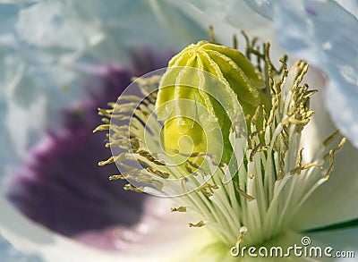 white opium poppy flower, in latin papaver somniferum Stock Photo