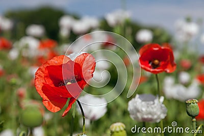 White opium poppy papaver somniferum weeded red poppies Stock Photo