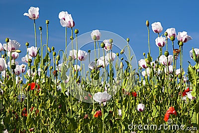 White opium poppy papaver somniferum weeded red poppies Stock Photo