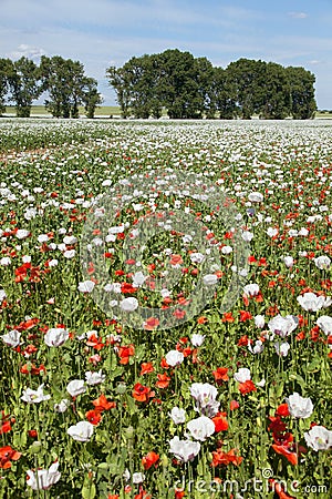 White opium poppy papaver somniferum weeded red poppies Stock Photo