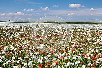 White opium poppy papaver somniferum weeded red poppies Stock Photo