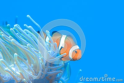 White and orange anemone, clownfish, coral reef Stock Photo