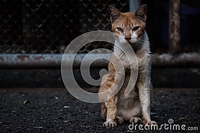 Cat Stock Photo