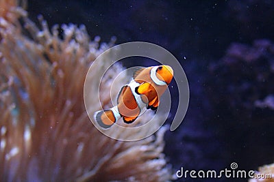 White and orange clownfish swimming in the water Stock Photo