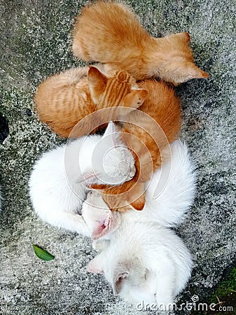 white and orange kittens in a straight line Stock Photo