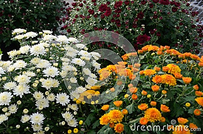 White, orange, and red mums bring fall color. Stock Photo