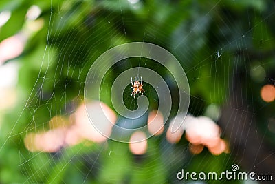 White and orange spider in the middle of spider web Stock Photo