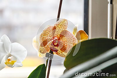 White and orange tiger orchid flower on bright background in creative blur Stock Photo