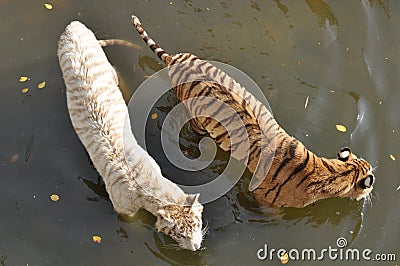 White and orange tigers Stock Photo