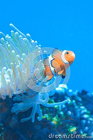 White and orange anemone, clownfish, coral reef Stock Photo