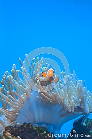 White and orange anemone, clownfish, coral reef Stock Photo